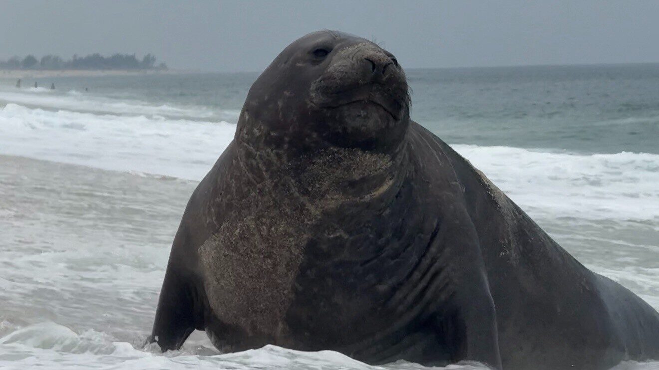www.deixaeutefalar.com.br Elefante-marinho é visto descansando em praia de Maricá
