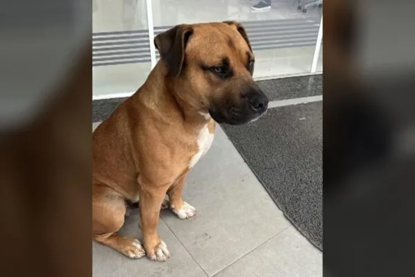 Cão comunitário morre após ser baleado por PM em Colombo (PR)