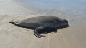 Morte de filhote de elefante-marinho em SC pode ter sido por ataque de cães