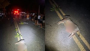 Homem morre ao bater moto em porco no PI; filho fica ferido