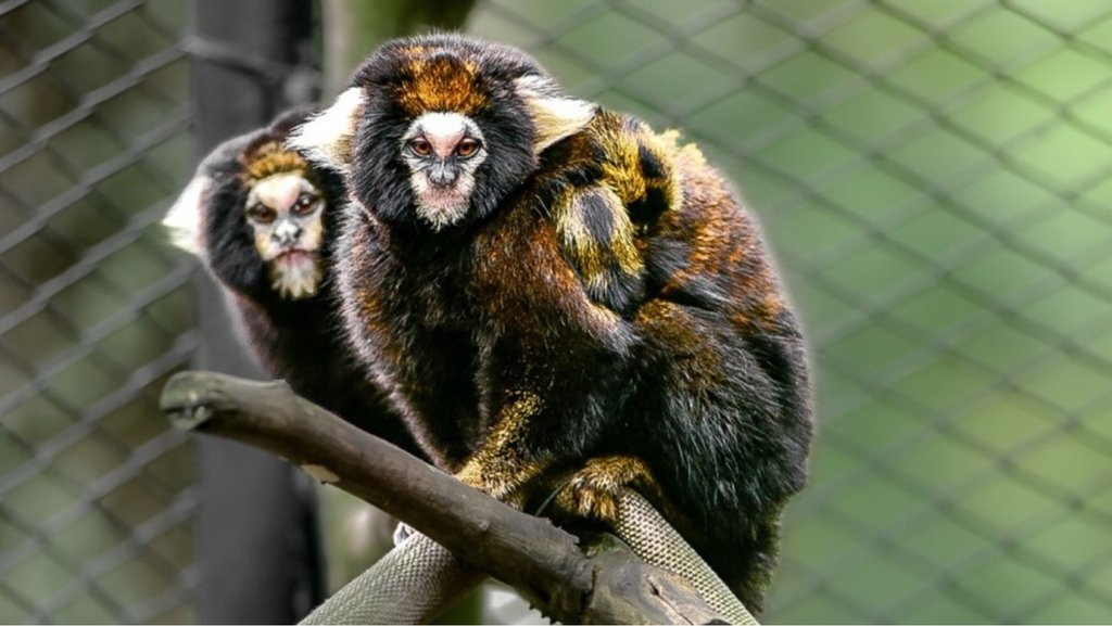 Filhotes de sagui ameaçado nascem em zoológico no RS