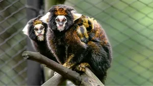 Filhotes de sagui ameaçado nascem em zoológico no RS